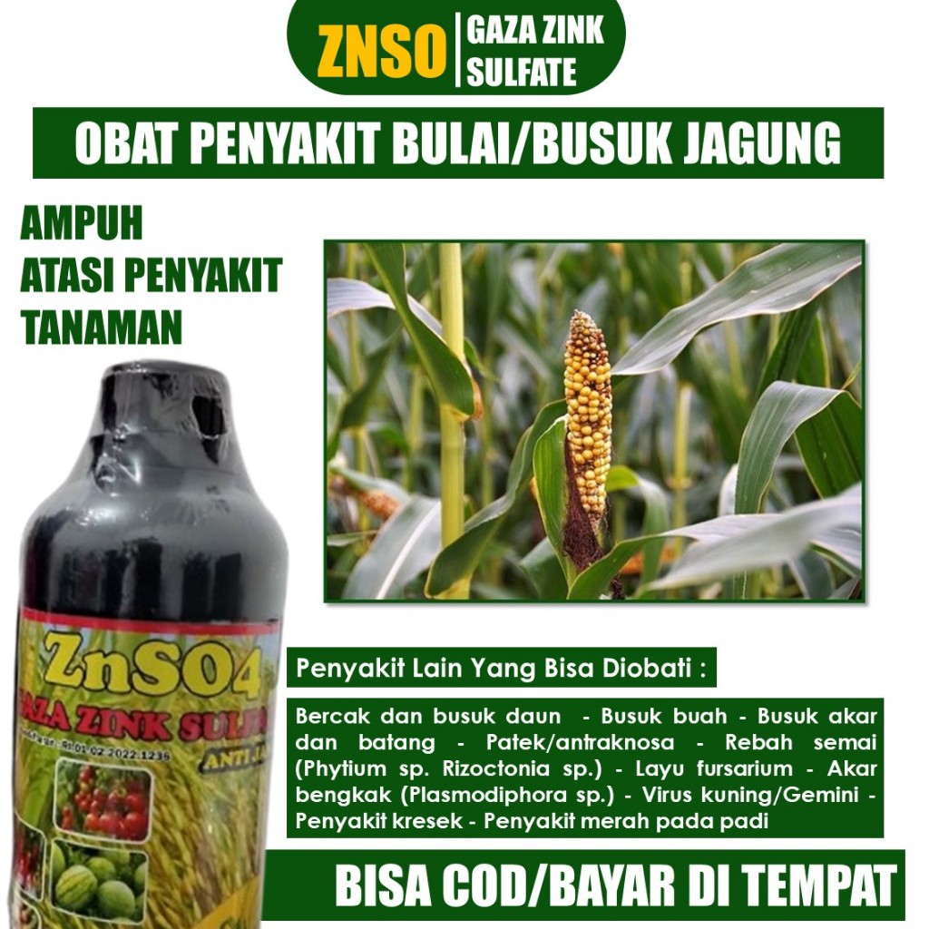 PUPUK MOSAIK BUSUK BUAH JAGUNG - Fungisida Organik Atasi Hama Penyakit Tanaman Jagung terbaik, Pupuk