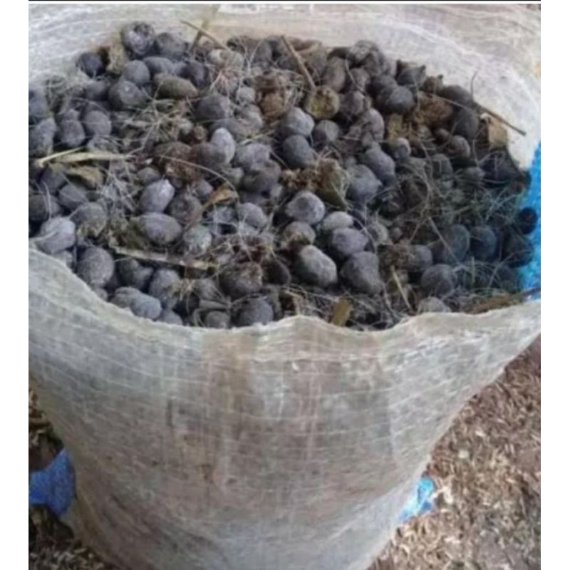 Pupuk Kandang Kambing 100% Murni