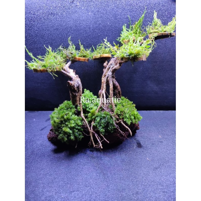 Bonsai aquascape batu lavarock Moss hiasan aquarium tanaman aquascape