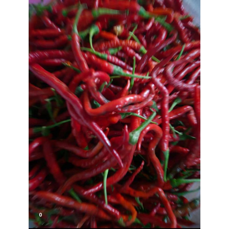 

cabe merah keriting