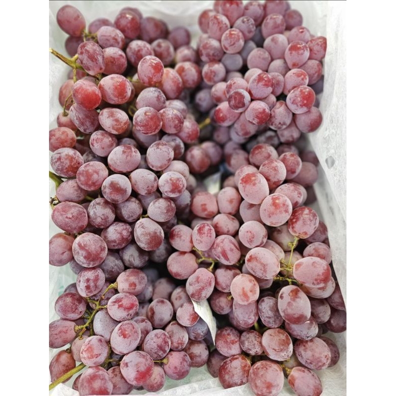 

Anggur Red Globe Import