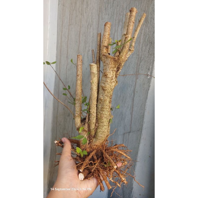 bonggol anting putri bonsai berkarakter