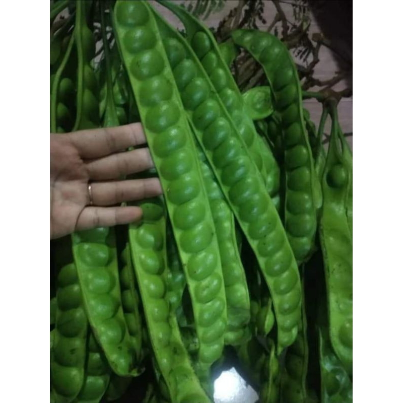 

petai fresh 10 papan