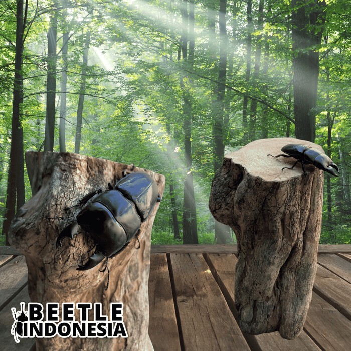 Kumbang Capit Dorcus Alchides