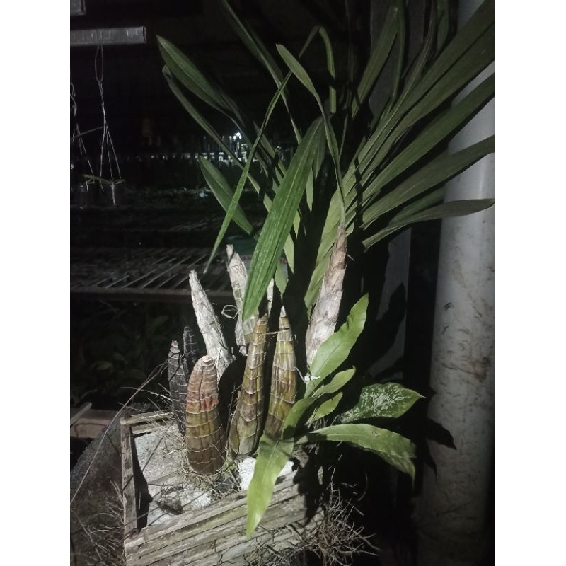 GRAMMA SCRIPTUM REMAJA