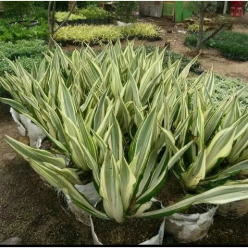 Tanaman hias agave varigata tanaman agave murah
