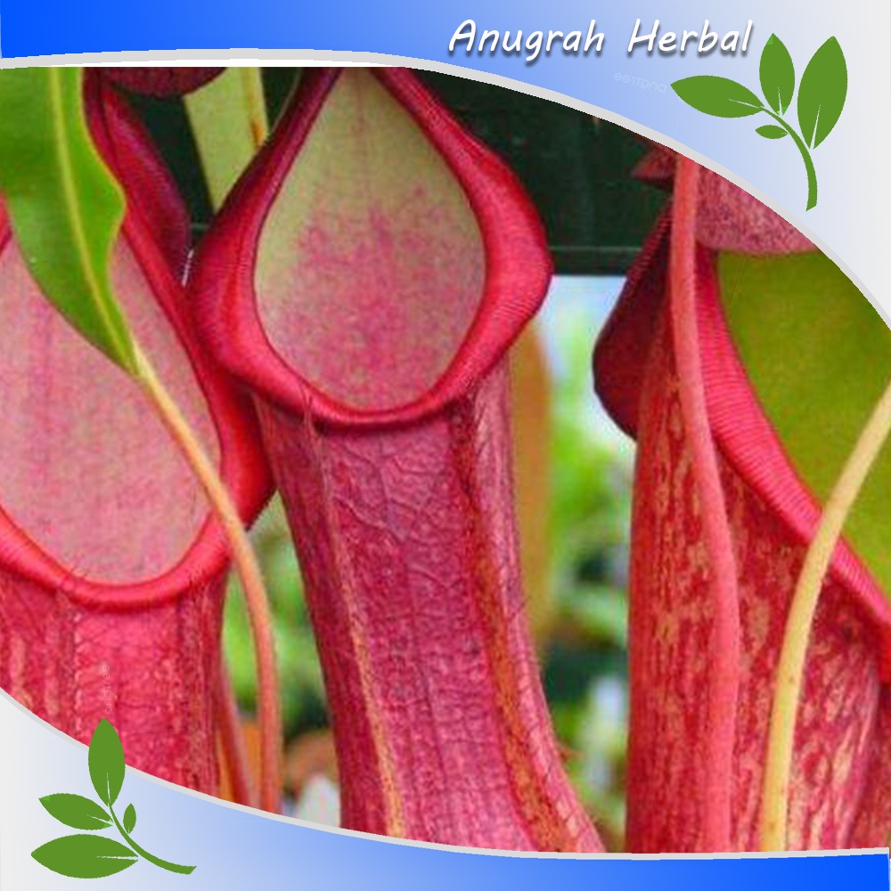 Kantong Semar Tanaman Hias Langka