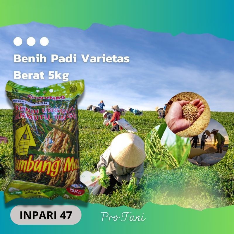 BIBIT BENIH PADI SUPER VARIETAS INPARI 47 ORIGINAL TERBARU
