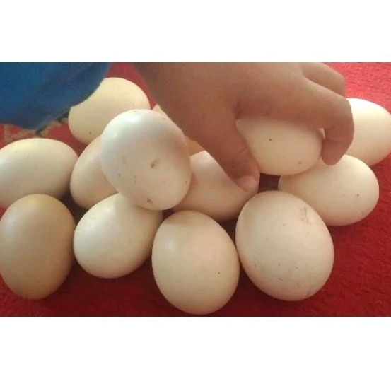 

Telur Ayam Kampung Asli/Original dan fresh Pertil