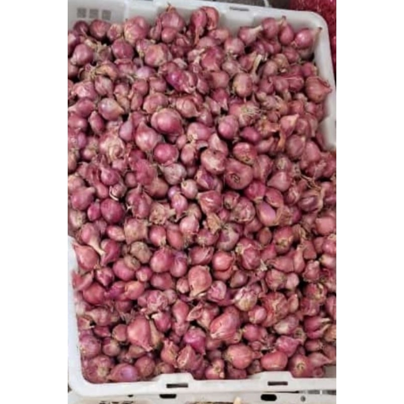 

Bawang Merah Besar