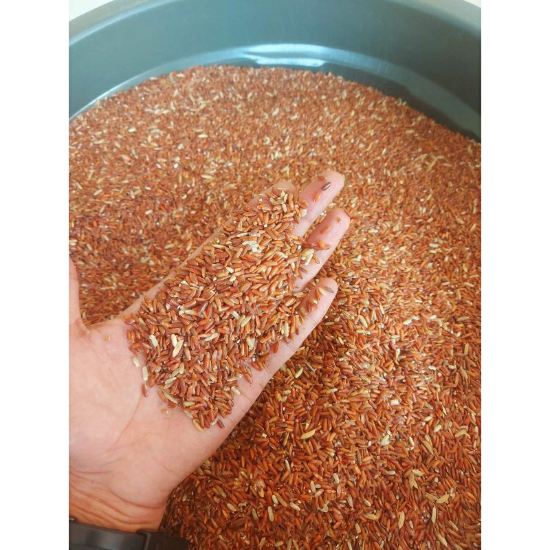 beras merah pakan ayam bangkok pakan unggas burung jutara master