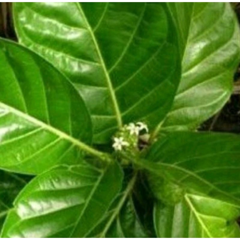 

daun mengkudu 500g