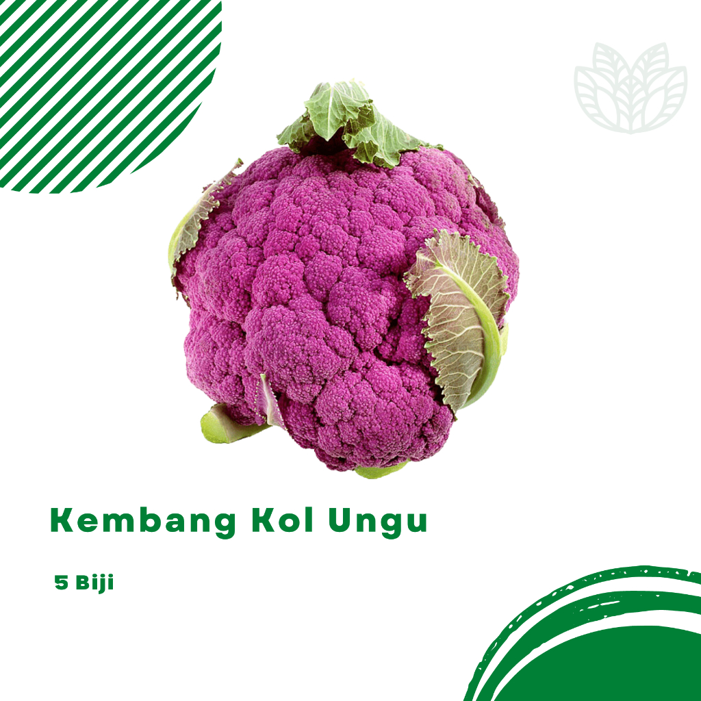 Benih Biji Kembang Kol Ungu Bunga Kol Ungu
