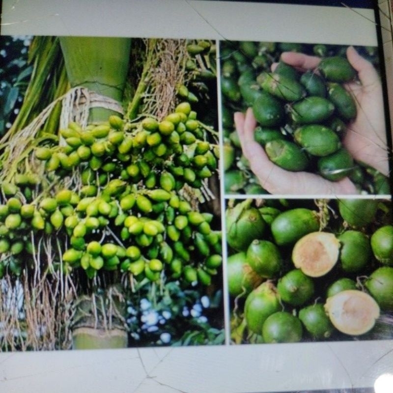 

Buah pinang