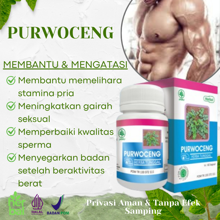 Obat Herbal Organik Purwoceng Untuk Kuat Pria Tahan Lama Berhubungan Sex Kapsul Original dari Herbal