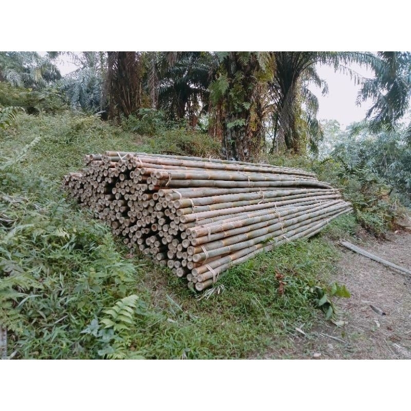 BAMBU STEGER / BAMBU PROYEK