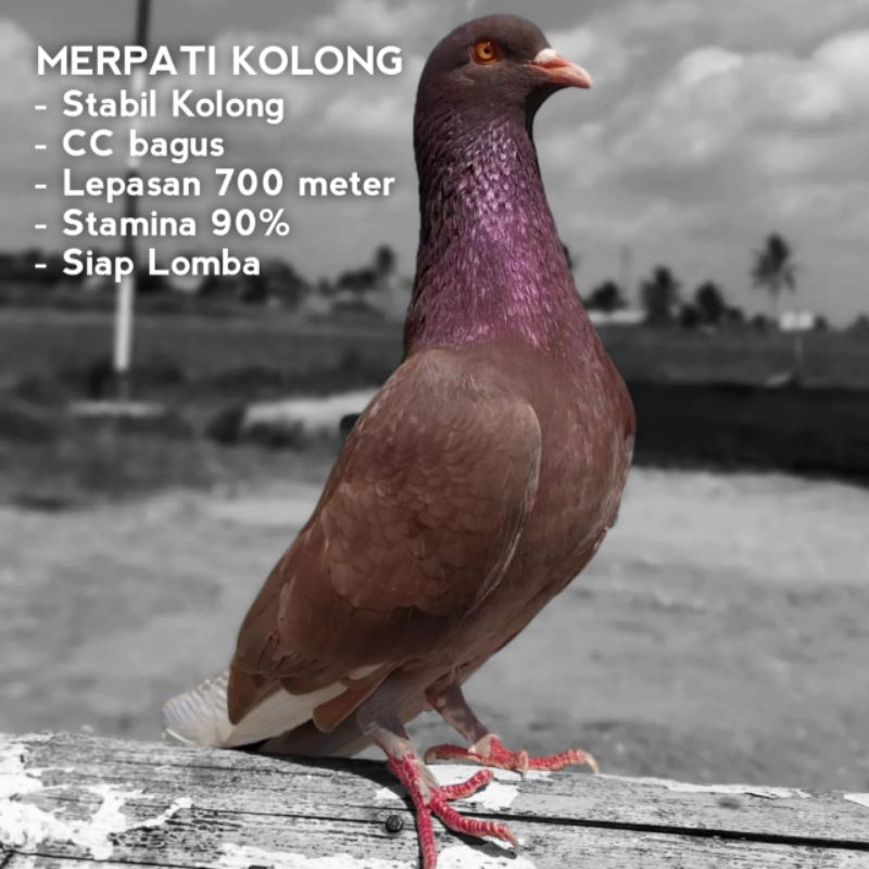 Merpati kolong tinggian siap lomba
