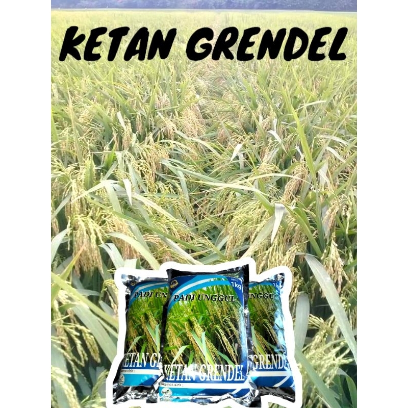Benih padi ketan putih 1kg grendel super premium