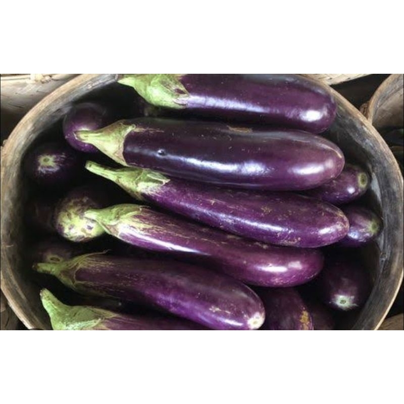 

Terong ungu, Terung ungu