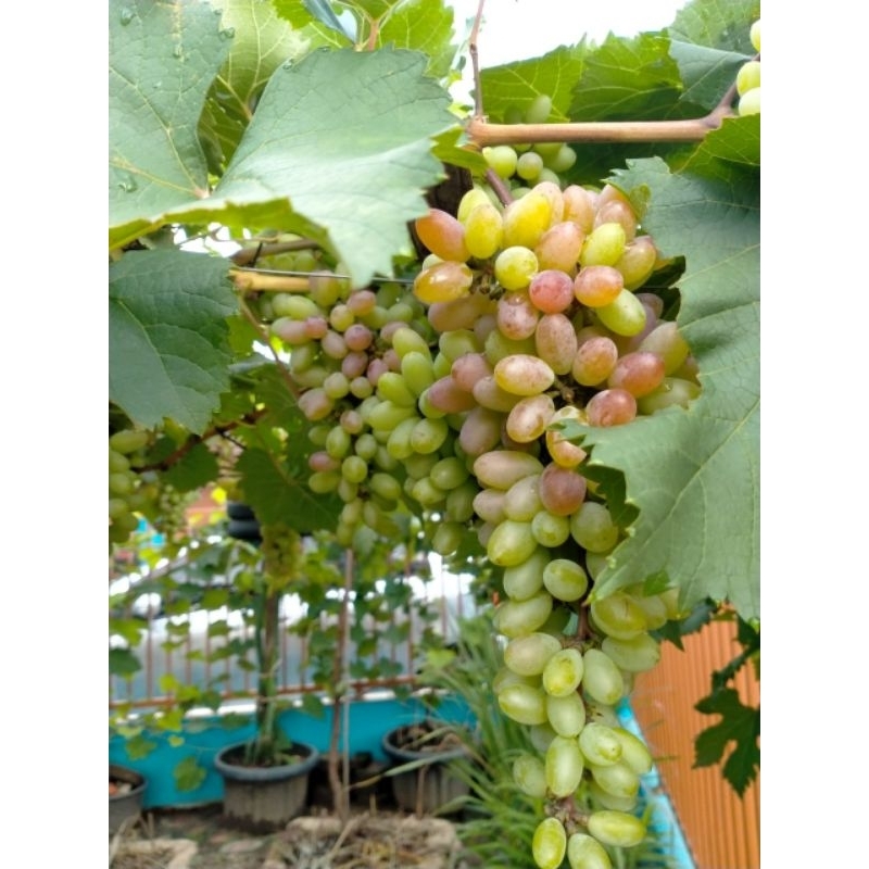 Entres anggur import (5 mata tunas) 100% valid