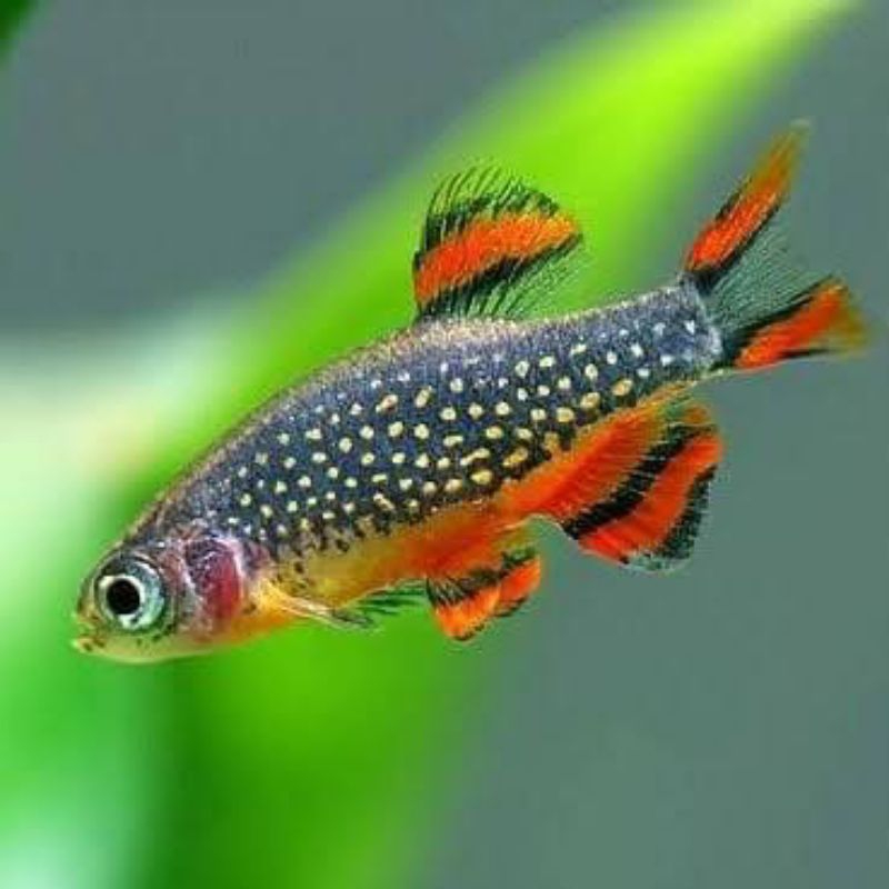 Rasbora galaxy remaja hiasan aquascape
