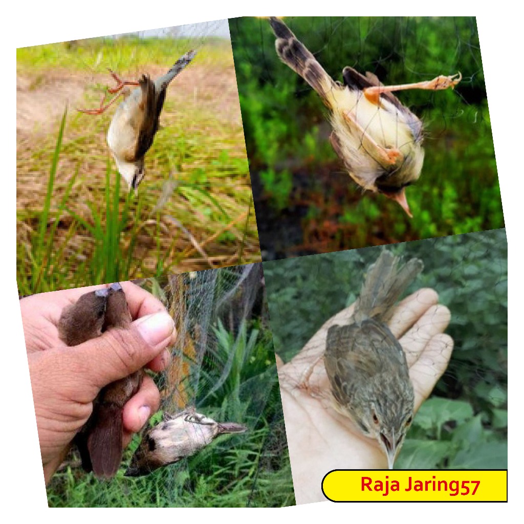 jaring burung kecil/jaring burung hitam