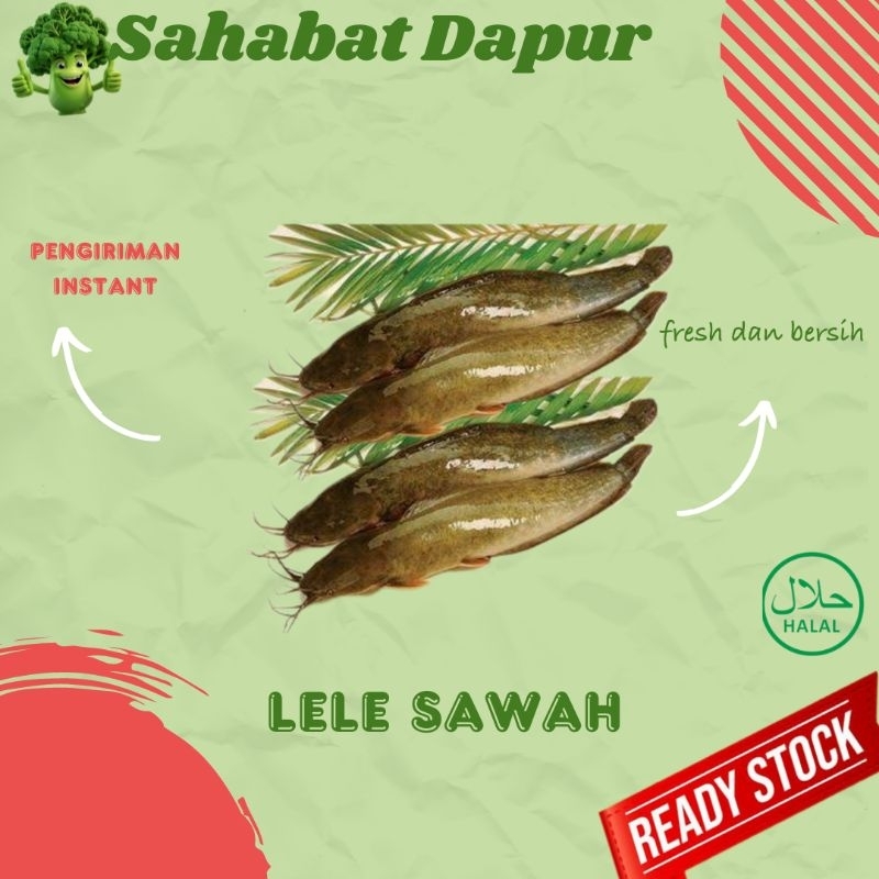 

Ikan lele sawah fresh - ikan segar palembang - Sahabat dapur Delivery