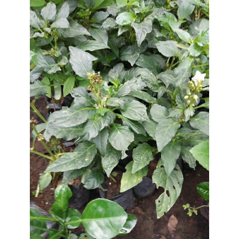 Bibit Lombok Hias Lombok Pelangi Cabe Hias Cabe Pelangi