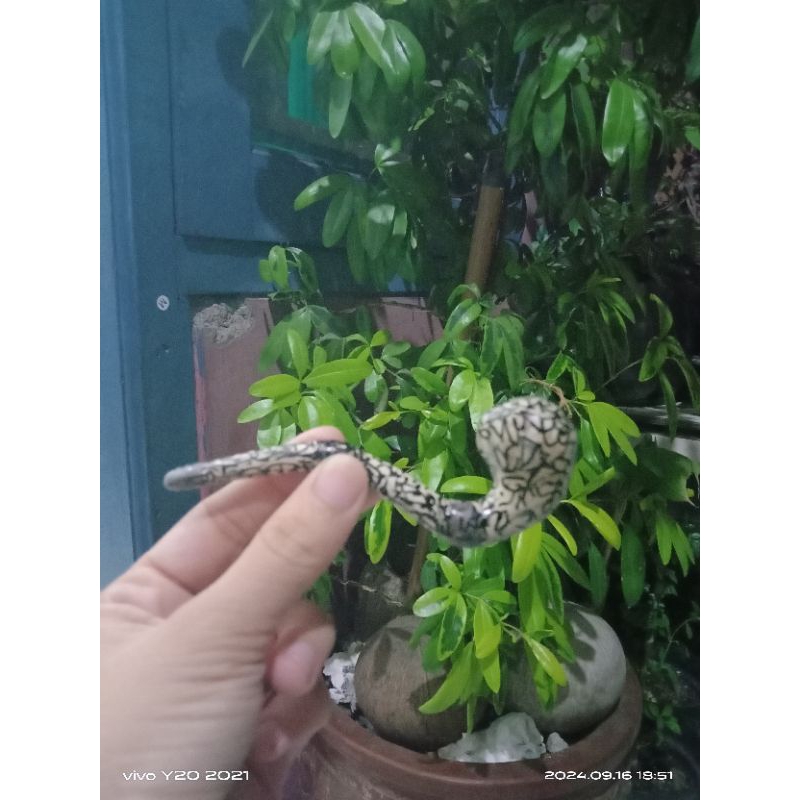 pipa rokok unik / cangklong kayu motif