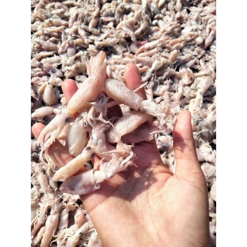 

IKAN ASIN BABY CUMI KERING 88 250G