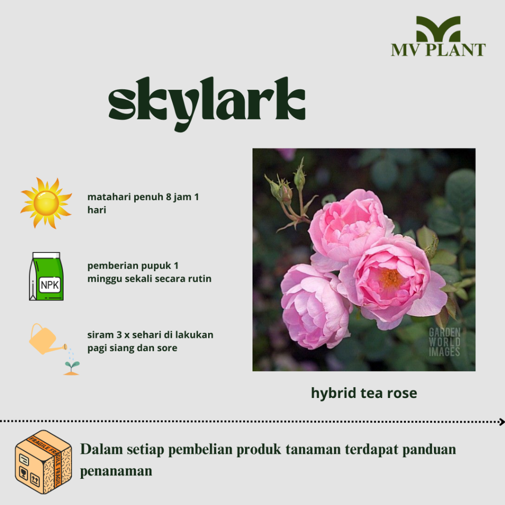 Mawar import SKYLARK-mawar kelopak besar-mawar kuning