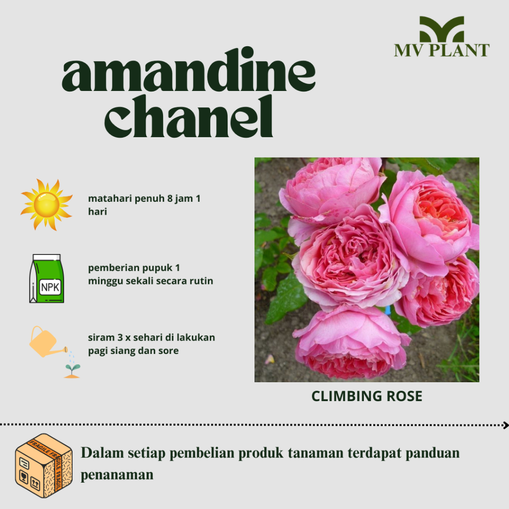 Bunga Mawar Import Amandine Chanel -mawar hidup-mawar import-mawar rambat-mawar wangi-mawar murah-ma