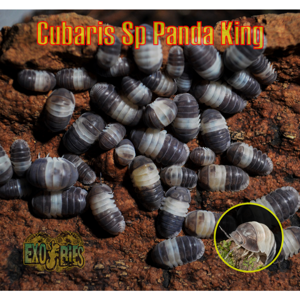 Isopada Cubaris Sp Panda King Isopod Highly Desired Isopods Pengurai Bioactive Paludarium, Vivarium