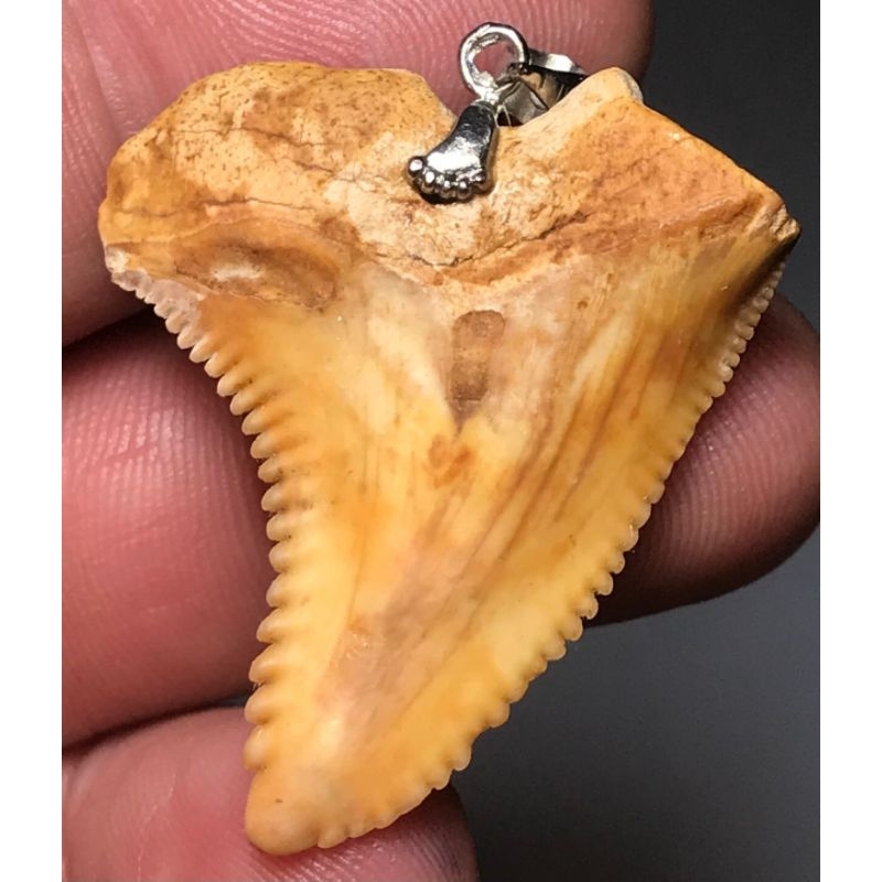 LIONTIN FOSIL GG HIU MEGALODON ANTIK LANGKA TOP COLECTOR ITEM