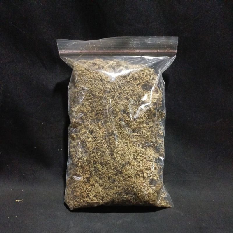 MEDIA TANAM MOS UNTUK ANGGREK BULAN