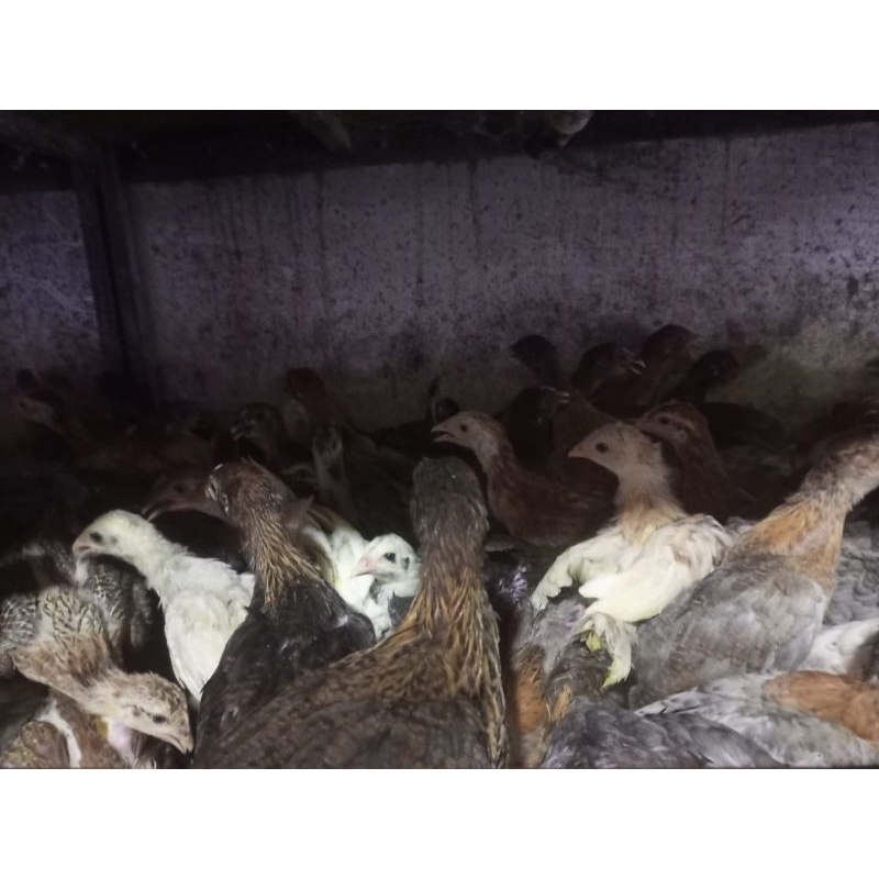 Ayam Kampung 2 Bulan - Ayam Kampung Remaja - Ayam Kampung Hidup - Ayam Kampung Siap Umbar