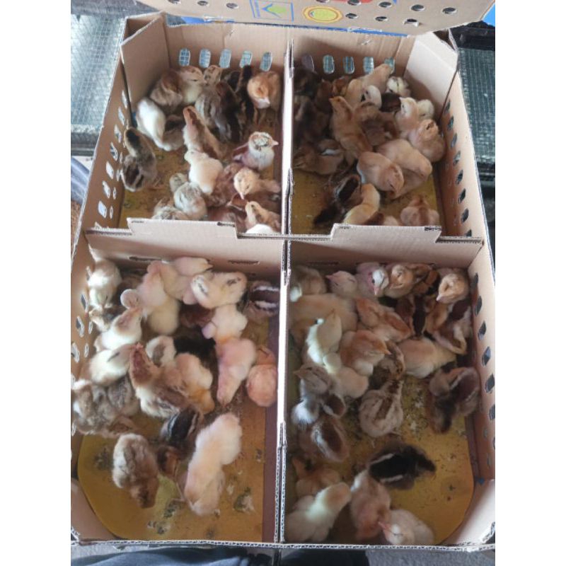 Doc Ayam KUB - Ayam Kampung Unggul KUB - Ayam KUB