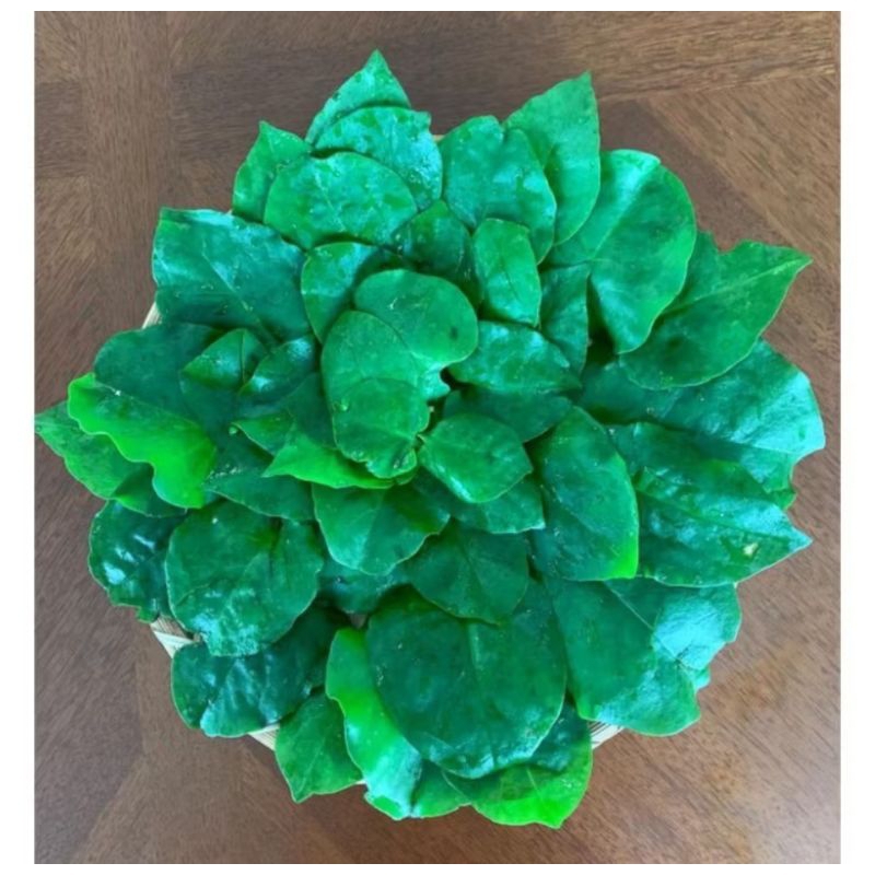 

dpurplepark- DAUN BINAHONG FRESH ORGANIK 100 GRAM / DAUN HERBAL BINAHONG SEGAR DI PETIK DADAKAN