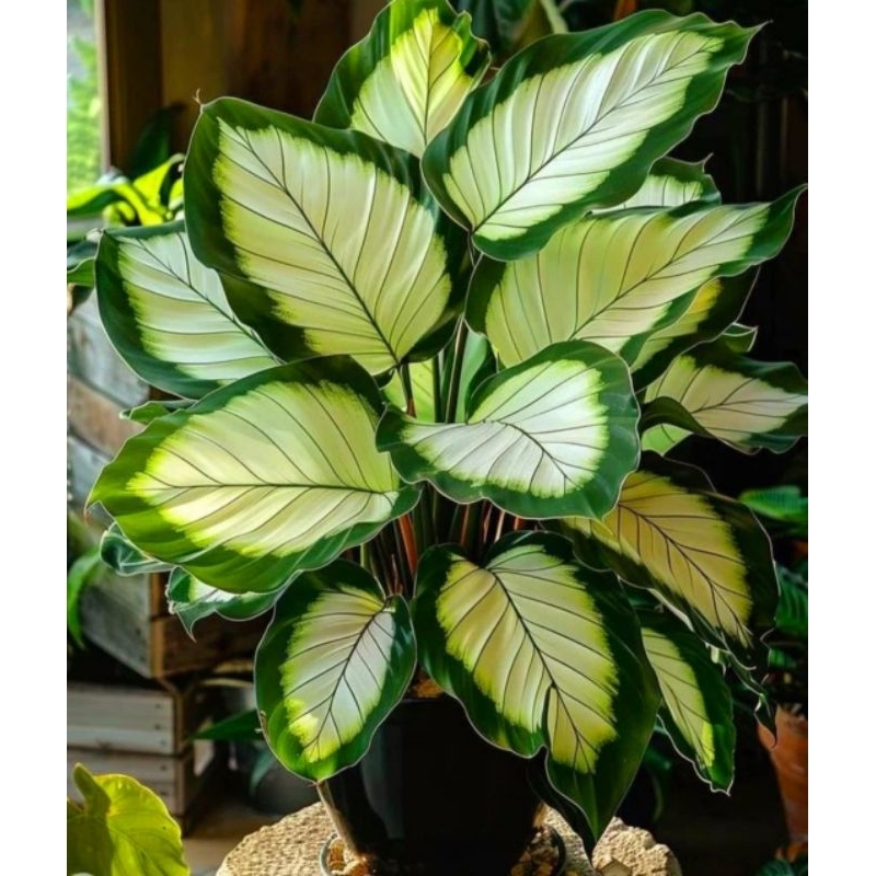 Tanaman Hias Tissu Golden Bunga Hias Aglonema Aglaonema Srirejeki Golden Tissu Anakan BUKAN BONGGOL 