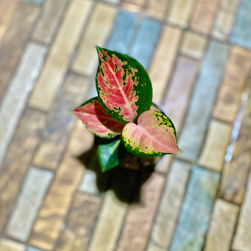 Aglonema Kochin Brownies