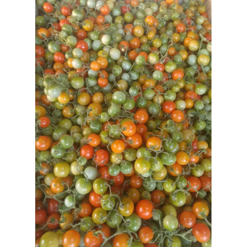 

rampai/cung kedire/rangam berat 1kg