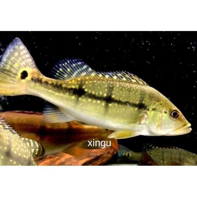 hiasan aquarium pbass xingu 4-6 cm