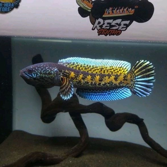 chana AURANTI WC baby