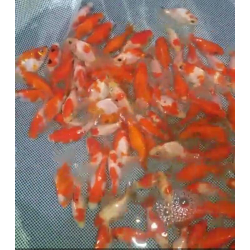(BONUS PELET) Isi 5 Ekor Koki Oranda Warna Cantikk