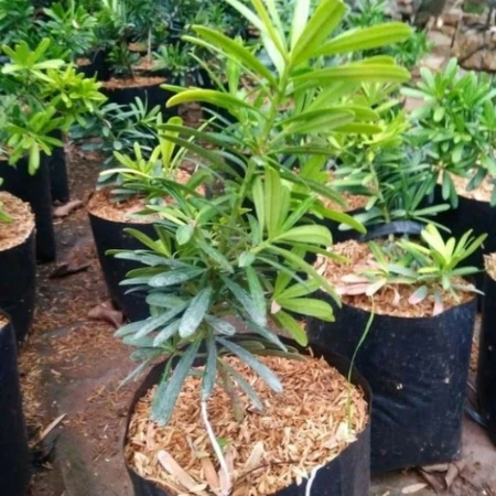 Promo tanaman lohansung cincuan | bahan bonsai lohansung taiwan | tanaman bonsai lohansung cincuan t