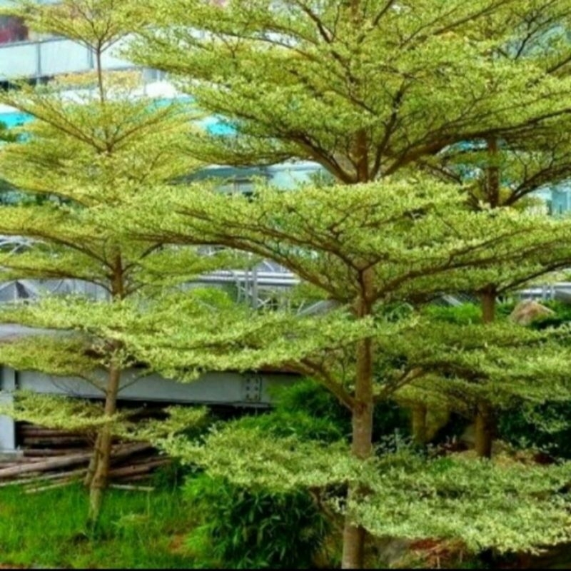 Tanaman ketapang kencana - Bibit pohon ketapang kencana UK 30-40cm - Ketapang kencana mini