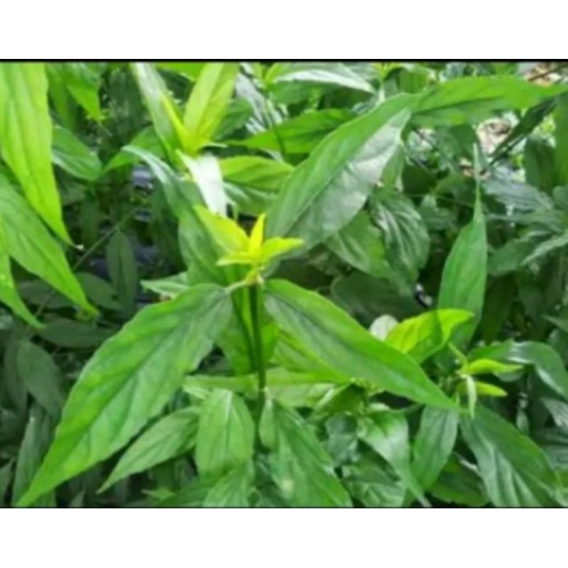 

Daun belalai gajah/kalingsir 250gram obat herbal
