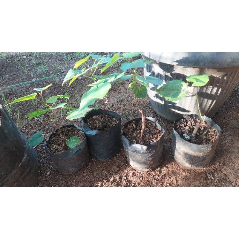 BIBIT ANGGUR HIJAU BATANG BESAR