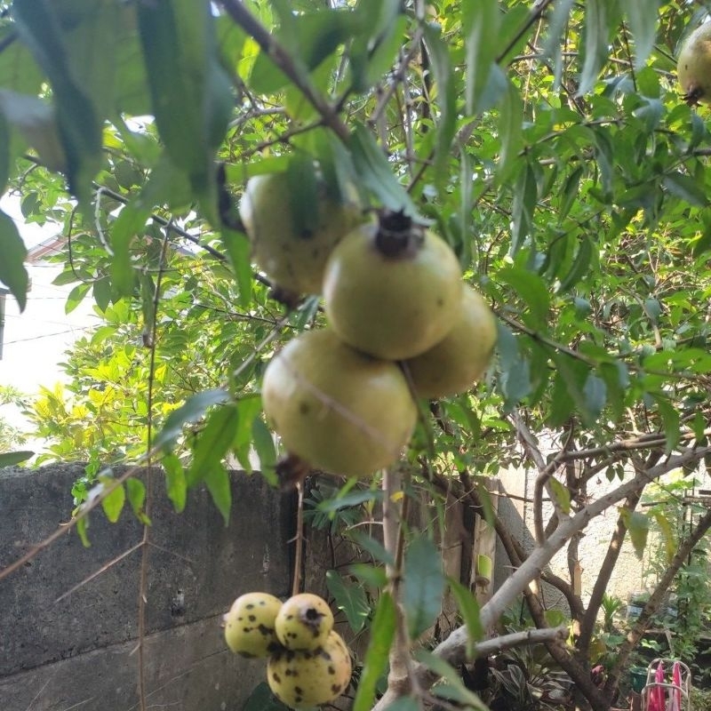

buah delima, buah yang sudah mulai langka matang di pohon, harga perbutir.