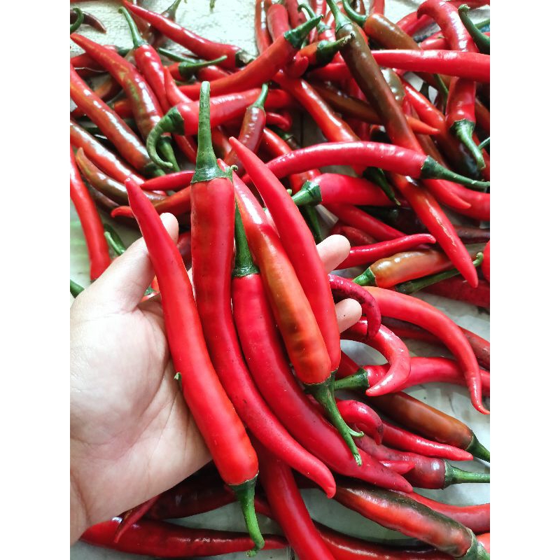 

CABE MERAH BESAR FRESS